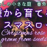 「種から育てるクリスマスローズ　（わたしの小さな庭　番外編）」をYouTubeにアップロードしました！