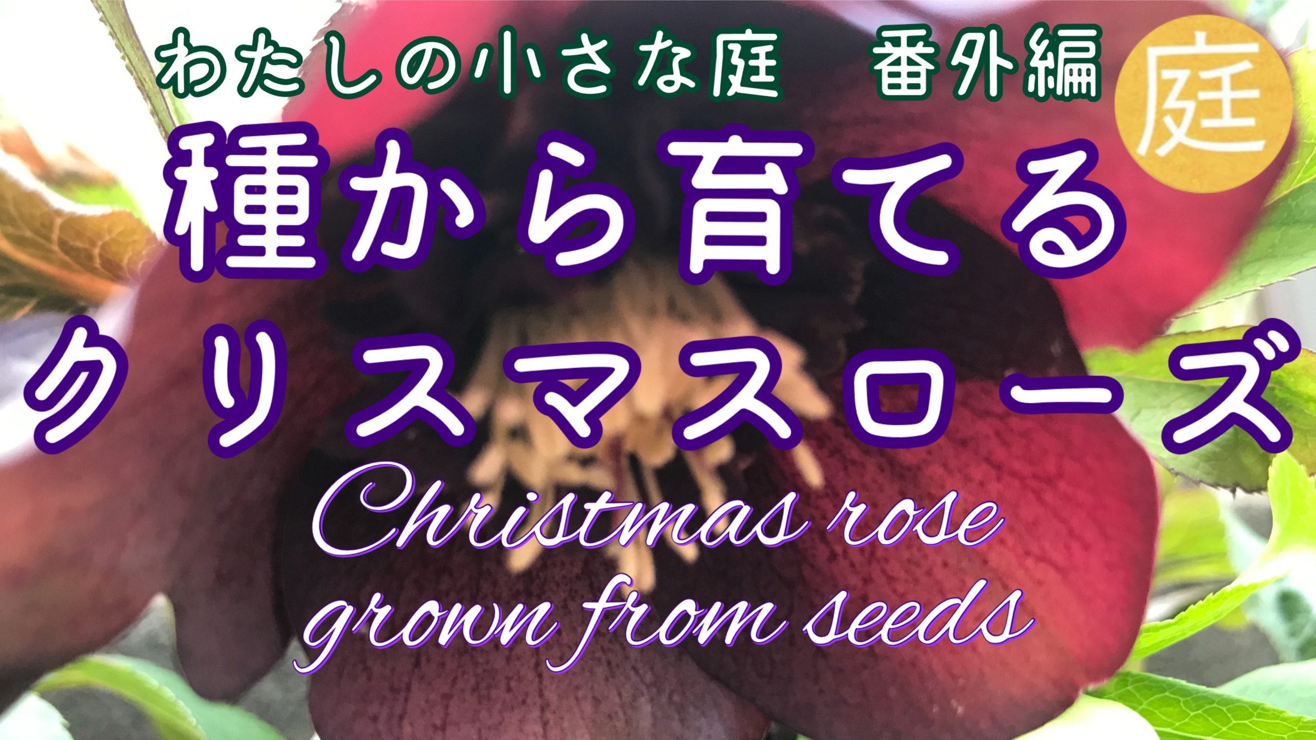 「種から育てるクリスマスローズ　（わたしの小さな庭　番外編）」をYouTubeにアップロードしました！