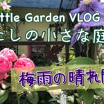「わたしの小さな庭2021 梅雨の晴れ間に」をYouTubeにアップロードしました！！！